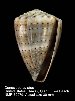 Conus abbreviatus.jpg - Conus abbreviatusReeve,1843